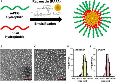 Rapamycin-Loaded mPEG-PLGA Nanoparticles Ameliorate Hepatic Steatosis and Liver Injury in Non-alcoholic Fatty Liver Disease